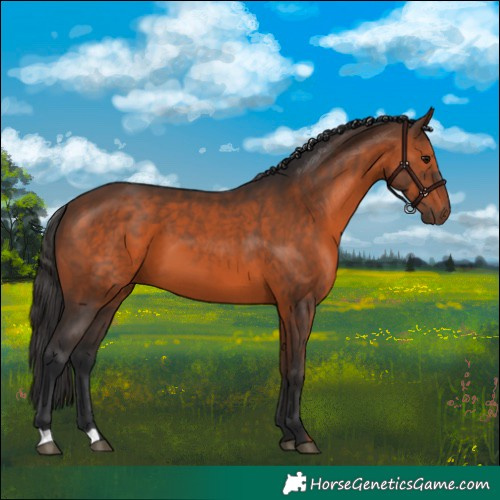 Horse Color:Brown 