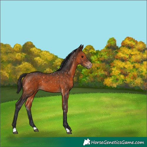 Horse Color:Brown Appaloosa 