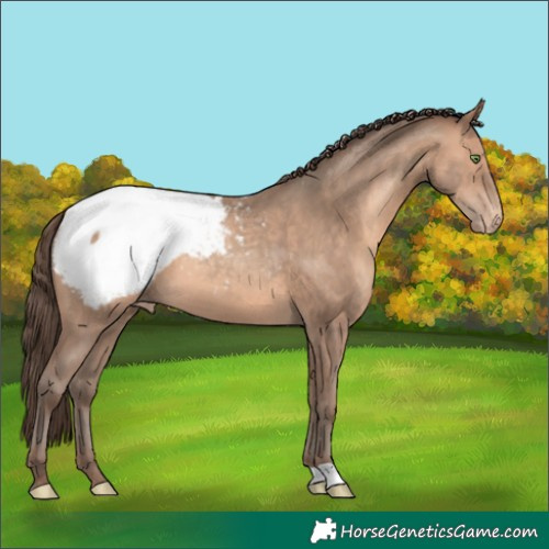 Horse Color:Amber Champagne Appaloosa 