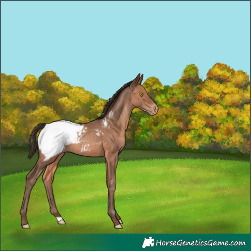 Horse Color:Sable Champagne Snowcap 