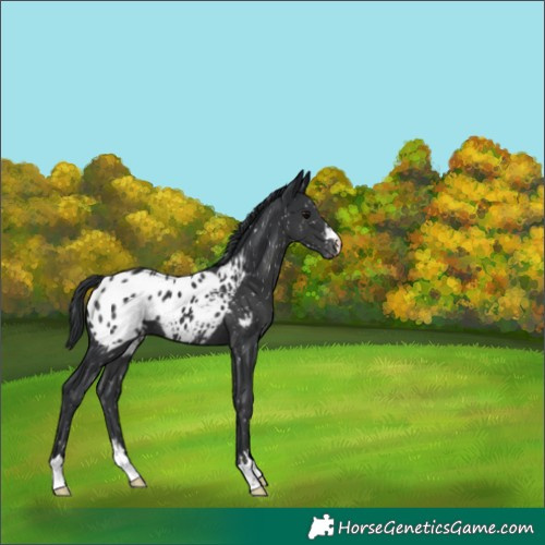 Horse Color:Black Appaloosa 