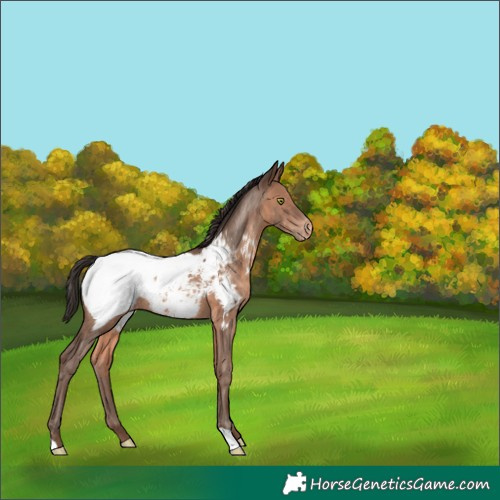 Horse Color:Sable Champagne Appaloosa 
