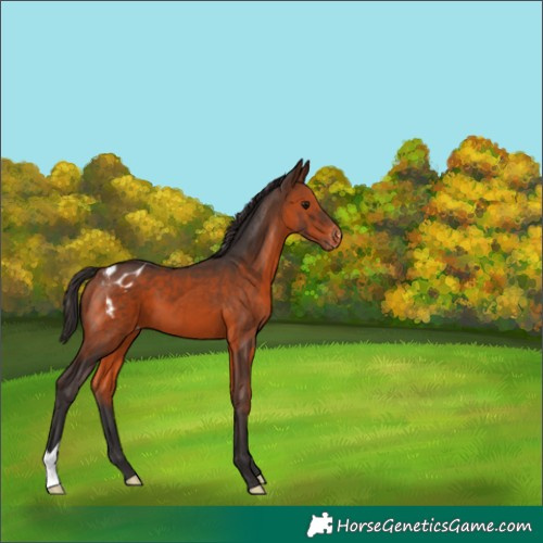 Horse Color:Brown Blanket 