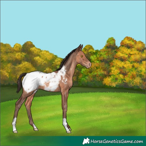 Horse Color:Sable Champagne Appaloosa 