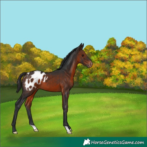 Horse Color:Brown Appaloosa 