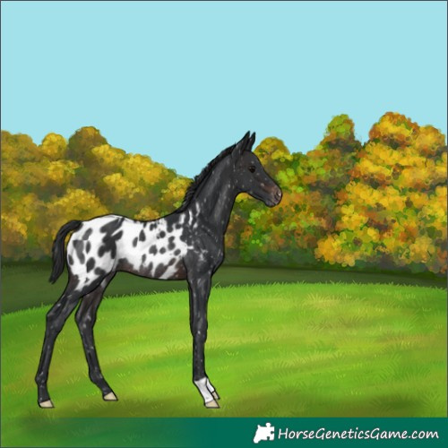 Horse Color:Brown Near Leopard Rabicano 