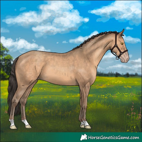 Horse Color:Amber Champagne 