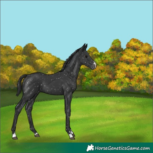 Horse Color:Black Snowflake Varnish 
