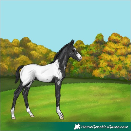 Horse Color:Black Appaloosa 