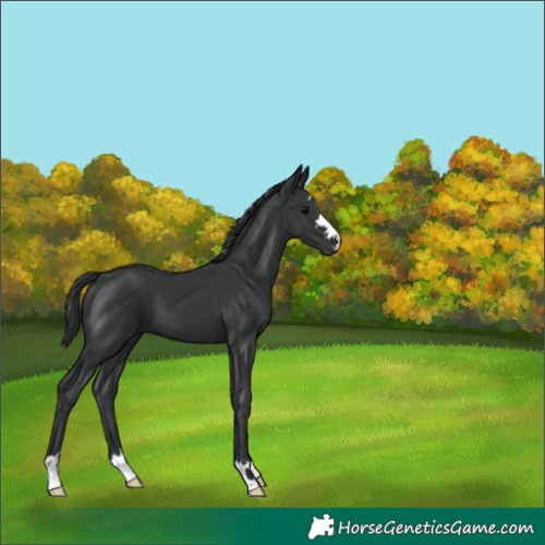 Horse Color:Black 