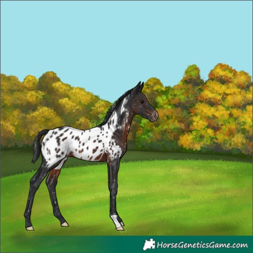 Horse Color:Brown Near Leopard 