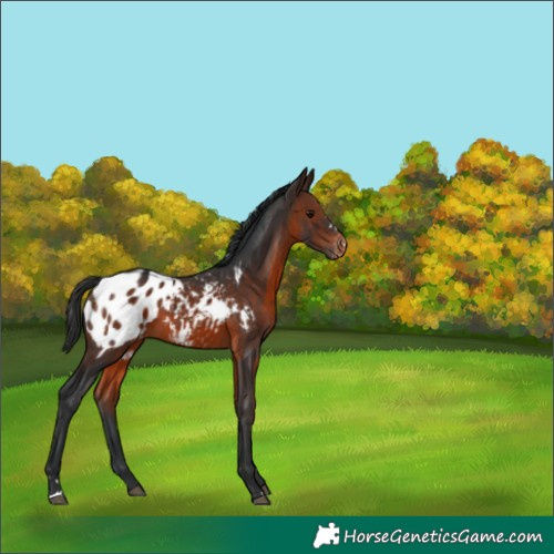 Horse Color:Brown Appaloosa 