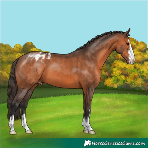 Horse Color:Bay Appaloosa 