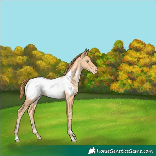 Horse Color:Buckskin Pearl Appaloosa 