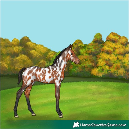 Horse Color:Bay Appaloosa 