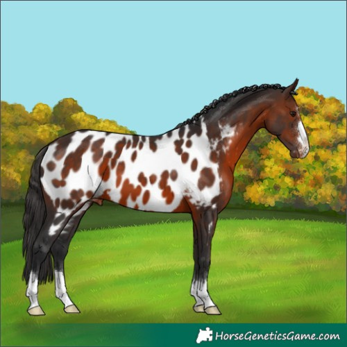 Horse Color:Brown Appaloosa 