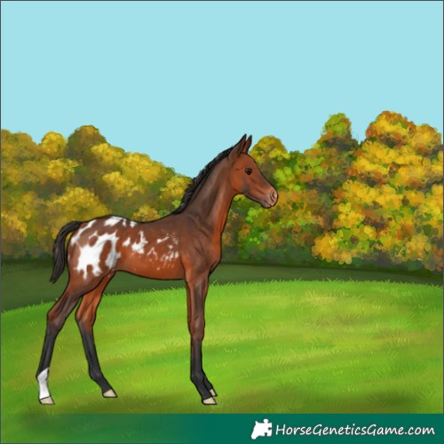 Horse Color:Bay Appaloosa 