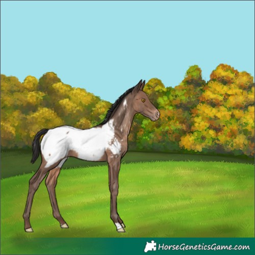 Horse Color:Sable Champagne Snowcap 