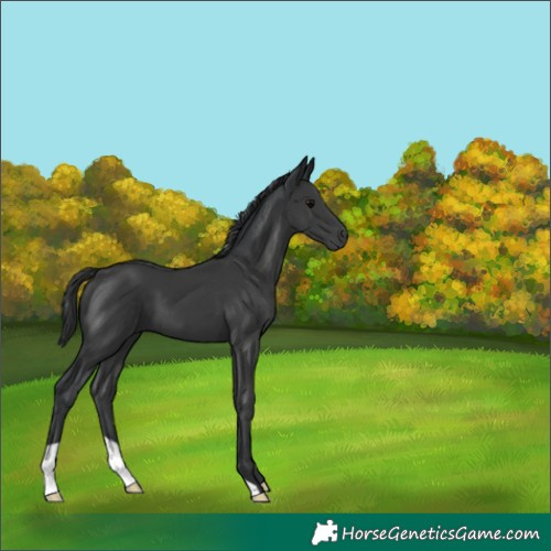 Horse Color:Black 