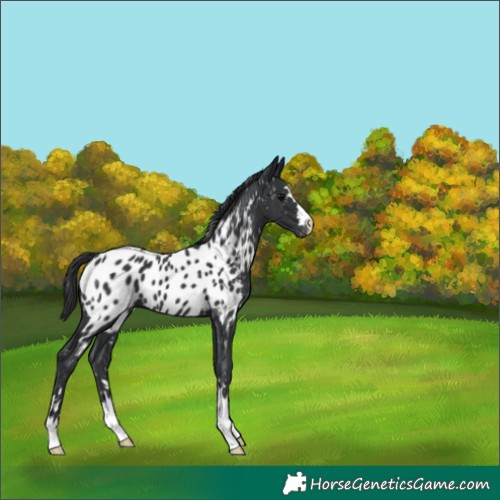 Horse Color:Black Appaloosa 