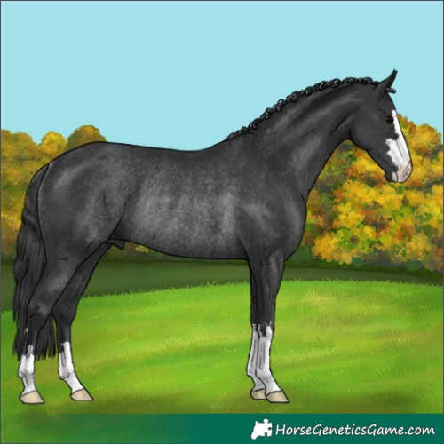 Horse Color:Black Rabicano 