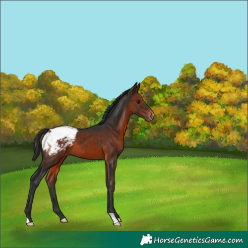 Horse Color:Brown Appaloosa 