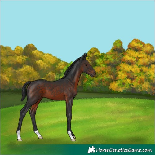 Horse Color:Brown 