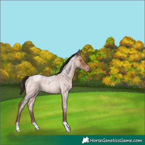 Horse Color:Sable Champagne Roan Blanket 