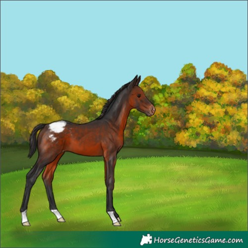Horse Color:Brown Snowcap 