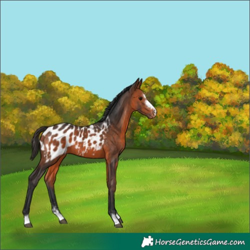 Horse Color:Bay Appaloosa 