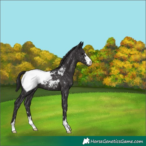 Horse Color:Smoky Black Snowcap 