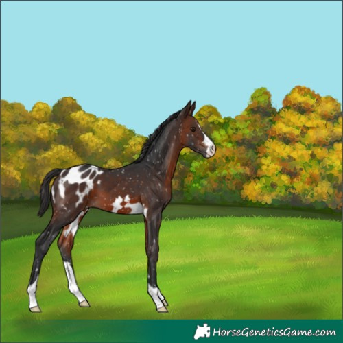 Horse Color:Brown Appaloosa 
