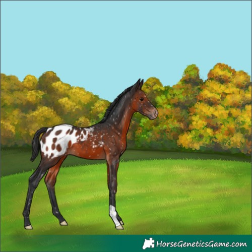 Horse Color:Brown Appaloosa 