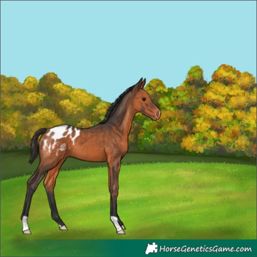 Horse Color:Bay Appaloosa 