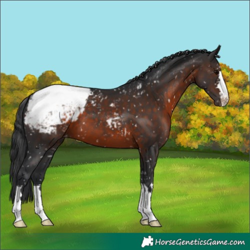 Horse Color:Brown Snowcap 