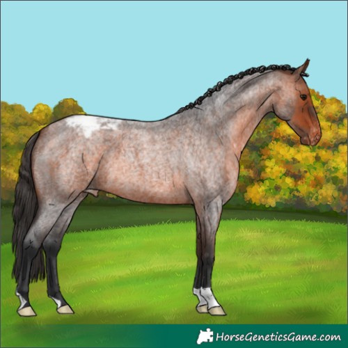 Horse Color:Bay Roan Varnish 