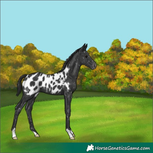 Horse Color:Black Appaloosa 