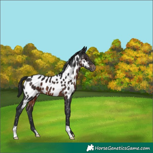 Horse Color:Brown Appaloosa 