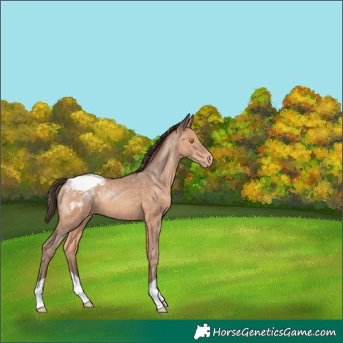 Horse Color:Amber Champagne Appaloosa 