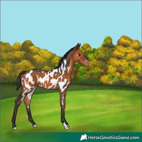 Horse Color:Bay Near Leopard 