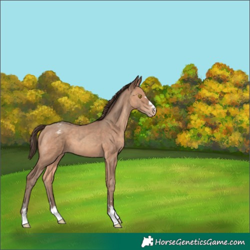 Horse Color:Sable Champagne Appaloosa 