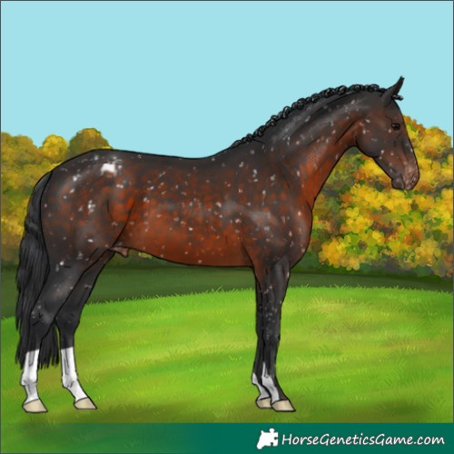 Horse Color:Brown Appaloosa 