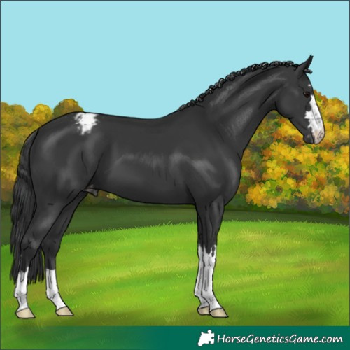 Horse Color:Black Appaloosa 