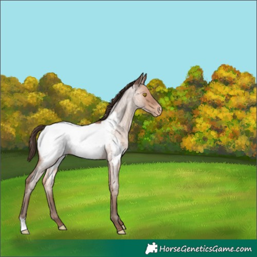 Horse Color:Sable Champagne Roan Snowcap 