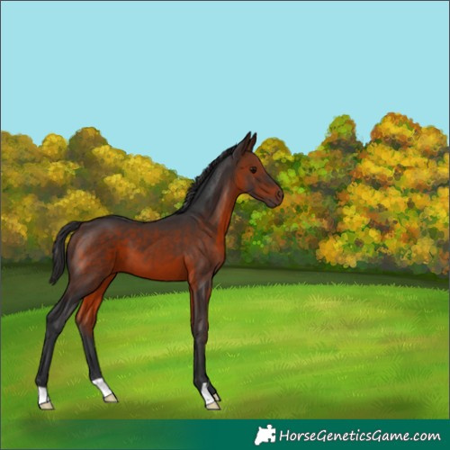 Horse Color:Brown 