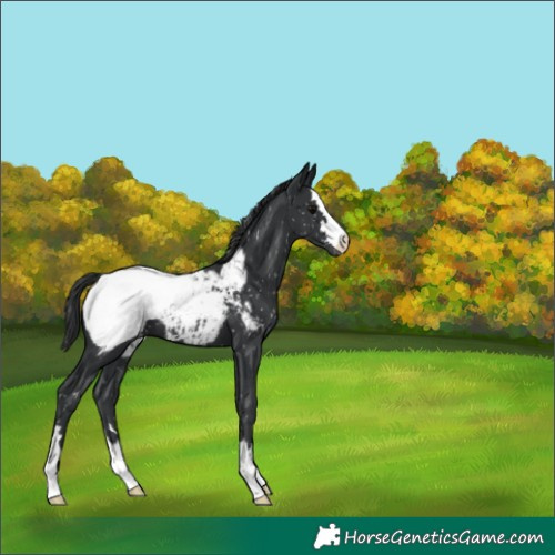 Horse Color:Black Appaloosa 