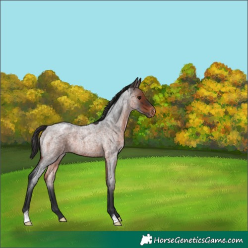 Horse Color:Brown Roan Appaloosa 
