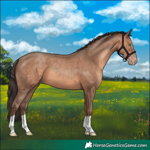 Horse Color:Sable Champagne 