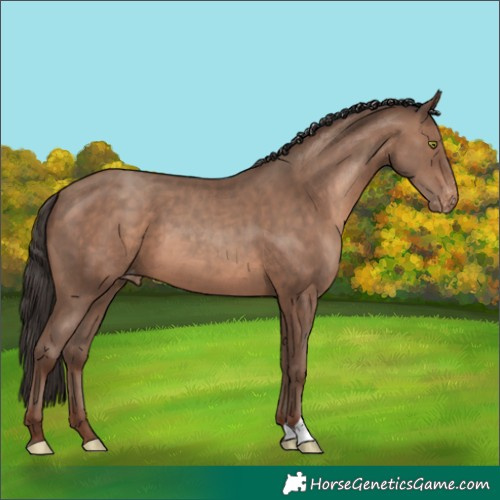Horse Color:Sable Champagne Appaloosa 