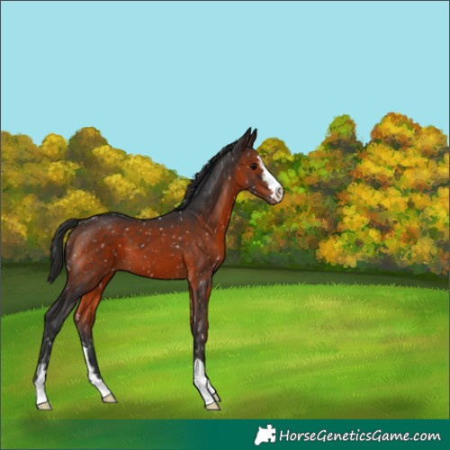 Horse Color:Brown Appaloosa 